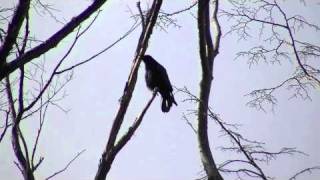 鳴き声を使い分けるカラス