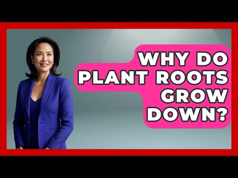 Why Do Plants Roots Grow Downwards