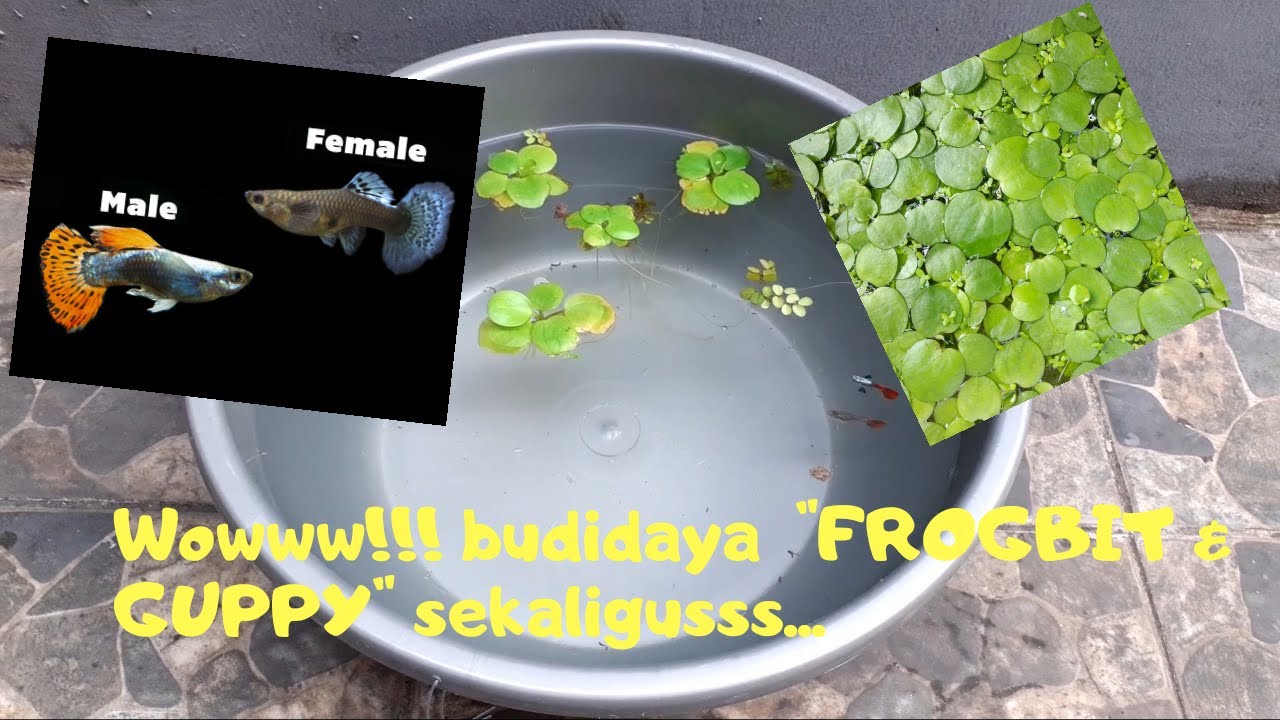 Tips!! Budidaya/Ternak Guppy & Frogbit Di Ember sekaligus | DIY Breeding Guppy - YouTube