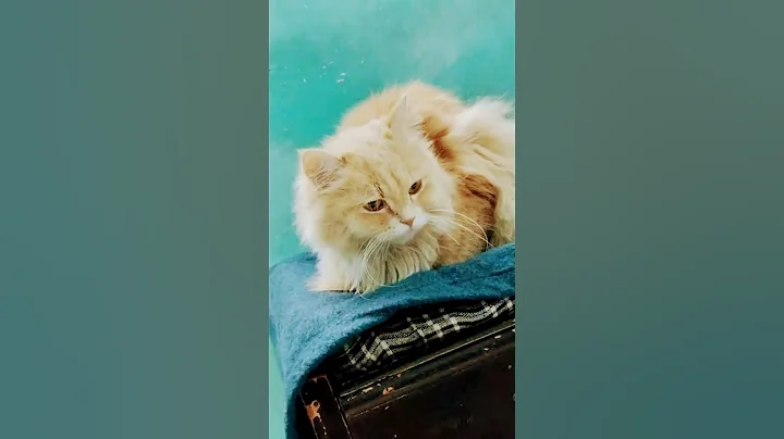 Video 11885741: cat entertainment, cat 4k, cat maine