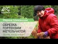 Обрезка гортензии метельчатой. Зачем, когда и как?