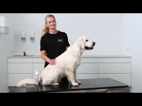 Videó: A Virbac Allergroom samponról kutyák számára