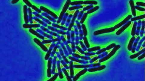 E  coli bacteria time lapse video