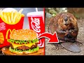 15 Fast Food Facts You DON&#39;T Want to KNOW
