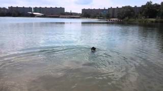 Adelayn Bear Of The Monk