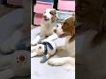 子犬が大好きすぎてテンション爆上がりしてしまう先住犬が愛おしいすぎるw #shorts