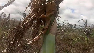 CÂY CHUỐI CÔ ĐƠN...CHUỐI MỒ CÔI..(CHUỐI PHU THÊ)