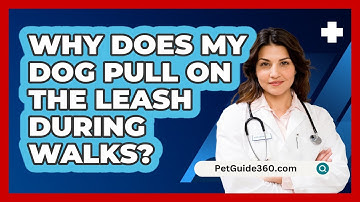 Why Does My Dog Pull On The Leash During Walks? - PetGuide360.com