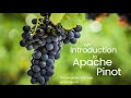 Meetup: Intro to Real-Time Analytics with Pinot (Tim Berglund, StarTree) | San Francisco 2023