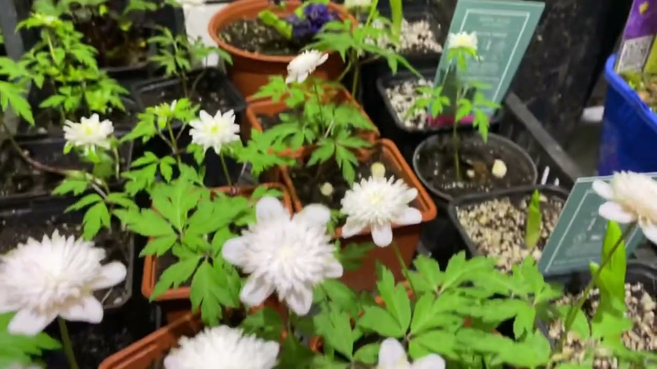 Анемона nemorosa Pink Delight (анемона дубравная Пинк Делайт)