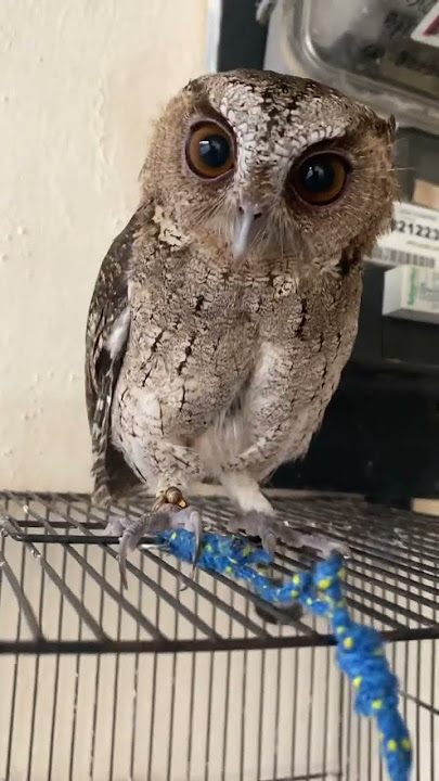 Suara burung hantu celepuk