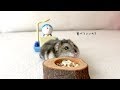 ハムスター ココちゃんと、ドラえもん。②