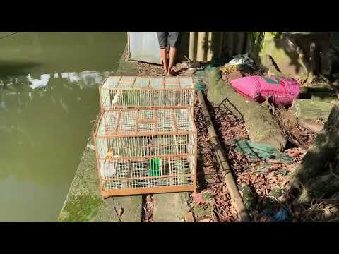 Video Chim chào mào bạch tạng non - chào mào tạch tạng nuôi... - youtube