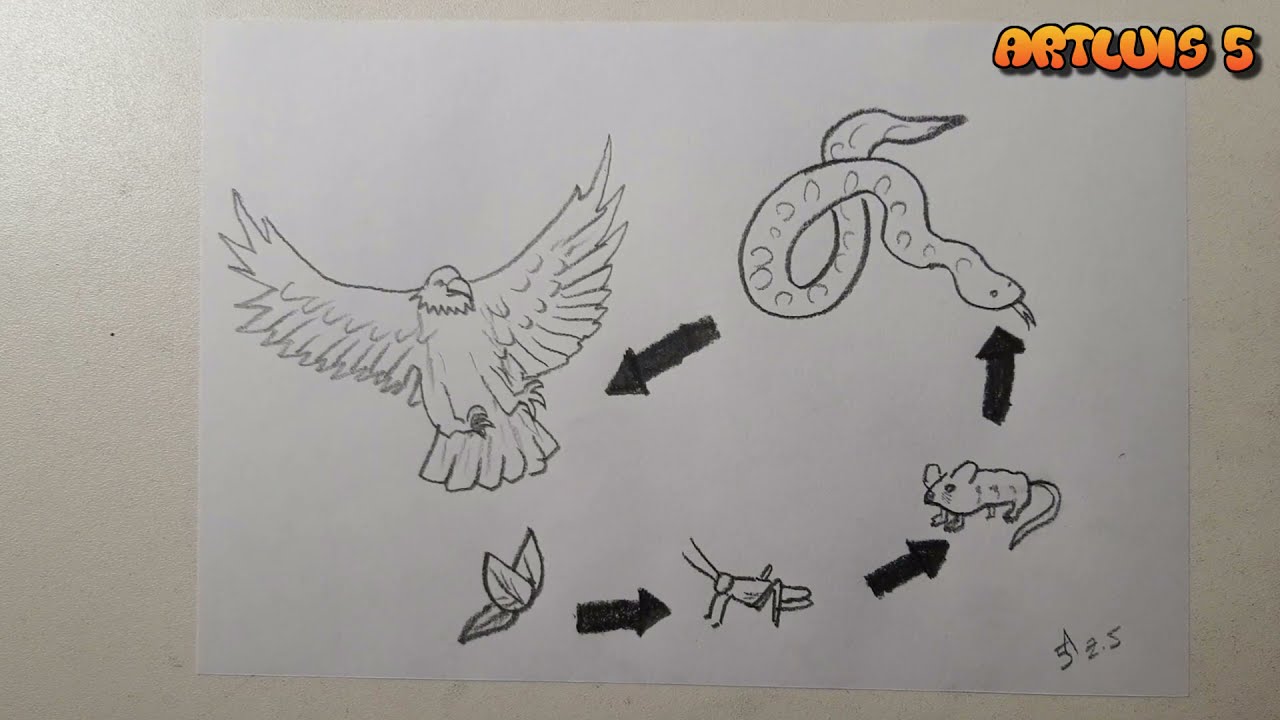 Como desenhar a cadeia alimentar - YouTube