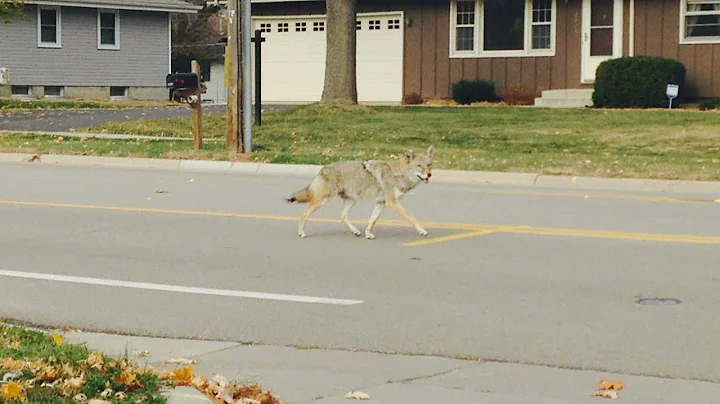 How To Haze a Coyote