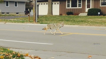 How To Haze a Coyote