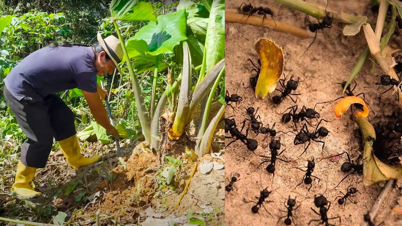 COSECHANDO EL SANGO PLÁTANO EN UN HORMIGUERO
