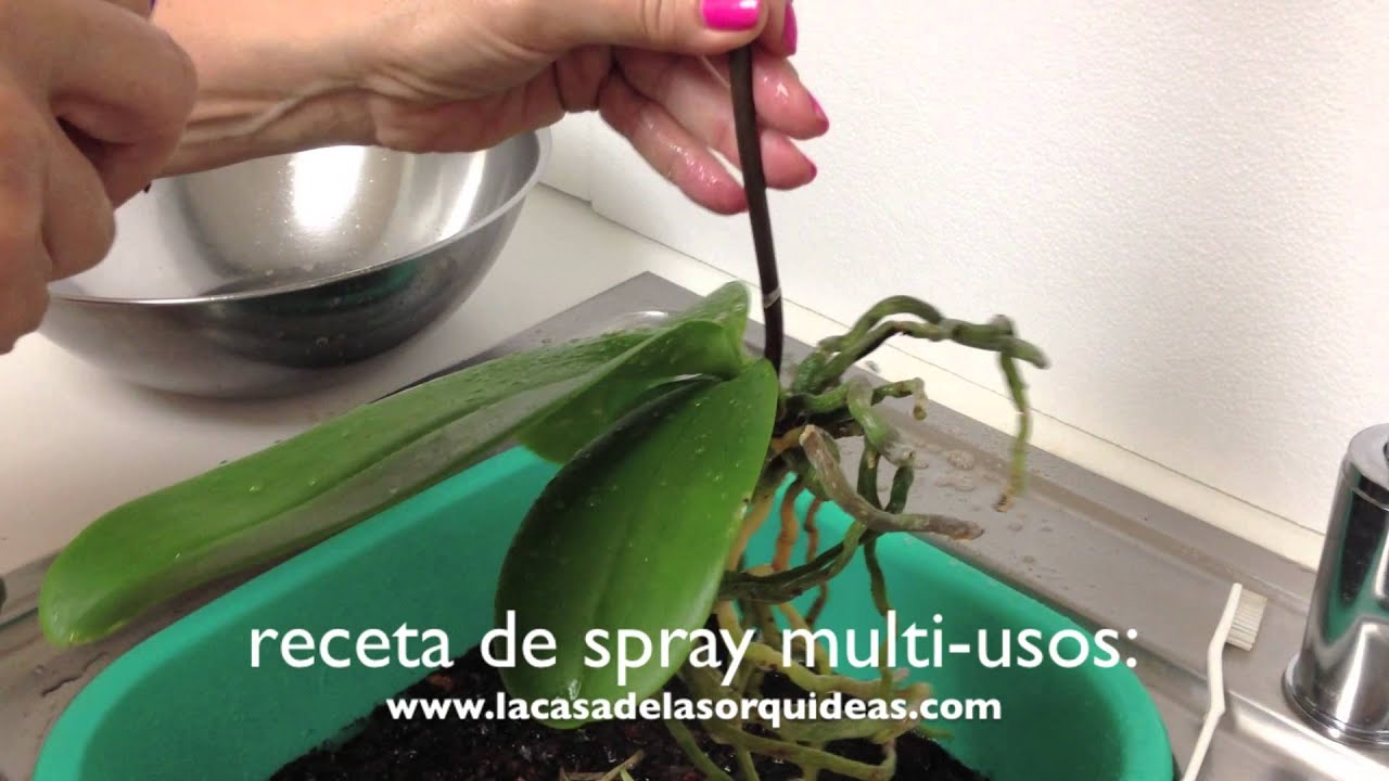 Trasplante de una orquídea a semi hidroponía