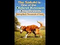 The Ancient Saluki Legacy