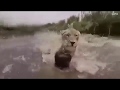 Как львица благодарит спасителя!