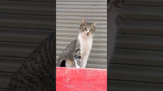 Şimdi Sen Oraya Neden Çıktın Şfet