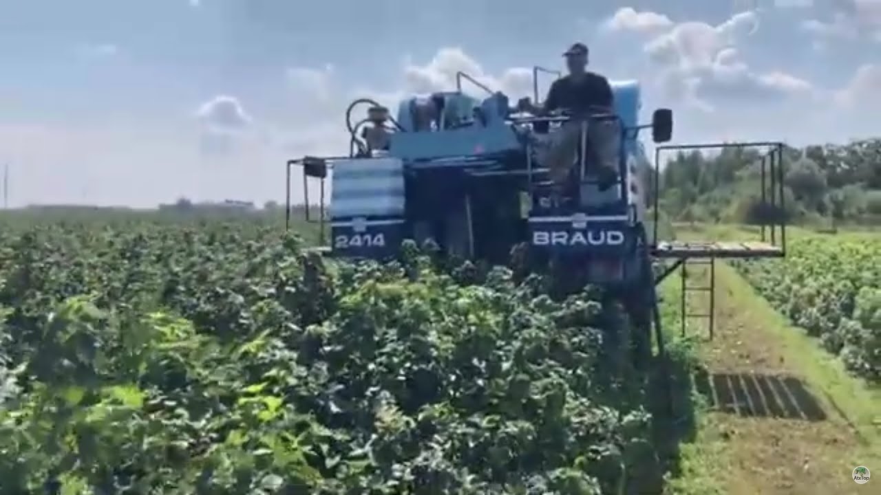 Сбор урожая смородины комбайном New Holland Braud | Harvesting currants with a New Holland Braud