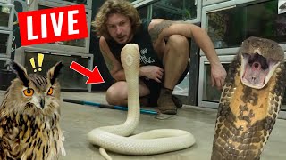 Chandler's Wild Life LIVE! Chandler's Wild Life LIVE!