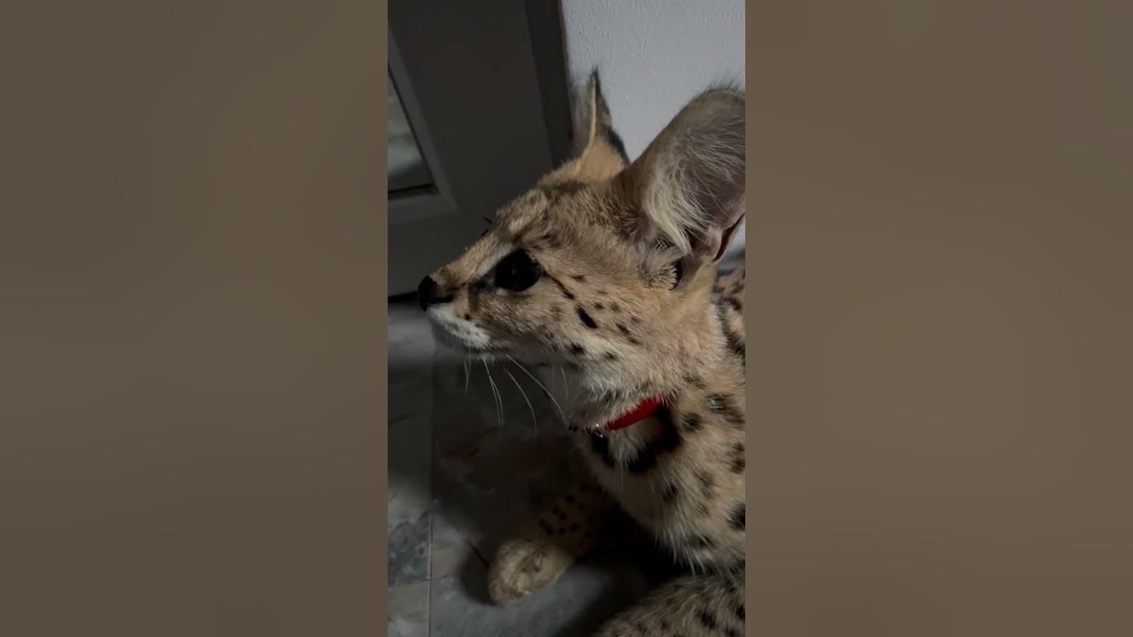 Meowww!!! Leona meowing and hissing! 😅 Serval cat meaow serval cat savannahcat asmr meow