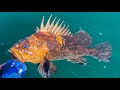 Sekiu Bottom Fishing.  New Species #133 Quillback Rockfish