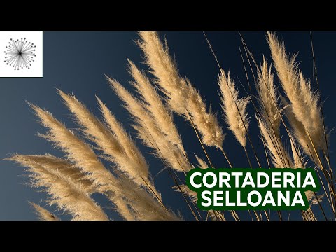 Video: ¿Cuándo se debe cortar el pasto de la pampa?