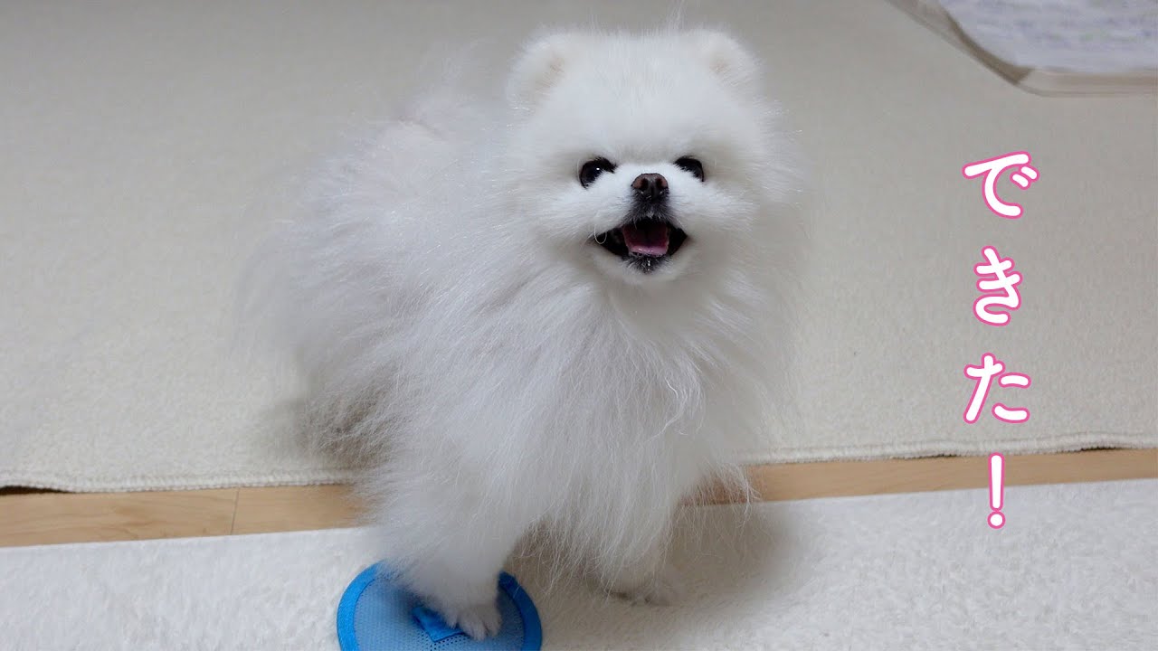 フリスビーキャッチに失敗するもドヤ顔でごまかすポメラニアン