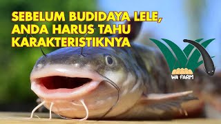 7 Jenis Lele Yang banyak Dibudidayakan di Indonesia
