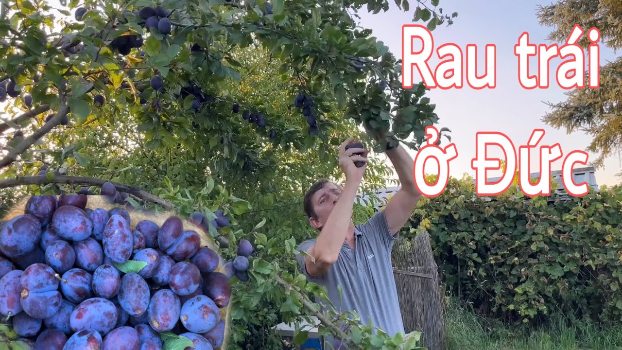 Táo, nho, lê chín rụng. Thu hoạch mận tím ở làng cũ | Cuộc sống nông thôn ở Đức