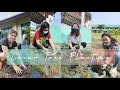 planting a cacao tree - YouTube