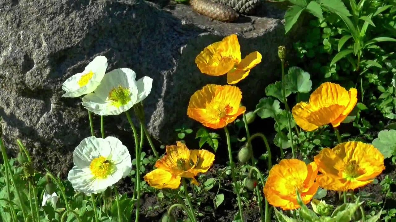 風のPAVEMENT／米光美保