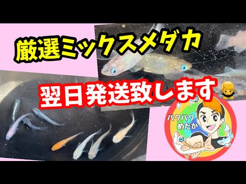 ミックスメダカから始めてみよう！【メダカ】 - YouTube