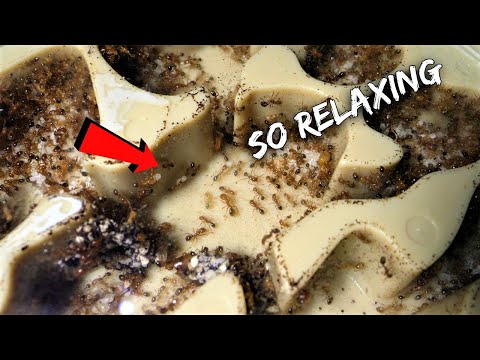 WATCHING FIRE ANTS IN MY ANT FARM | So Relaxing