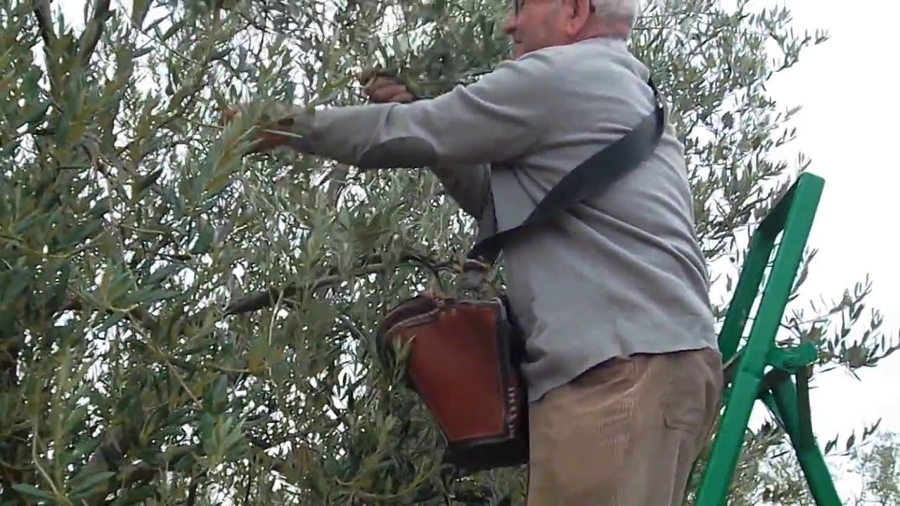 Verdeo De La Aceituna Chucena Olive Picking Spain Raccolta Delle verdeo-de-la-aceituna-chucena-olive-picking-spain-raccolta-delle
