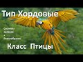 15.2 Птицы часть II (7 класс) - биология, подготовка к ЕГЭ и ОГЭ 2018