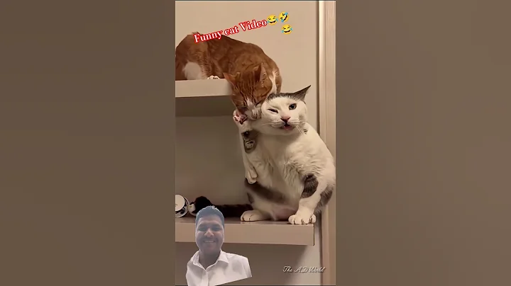 Video 11883601: pet animal funnycat cats, cats funny pets animals