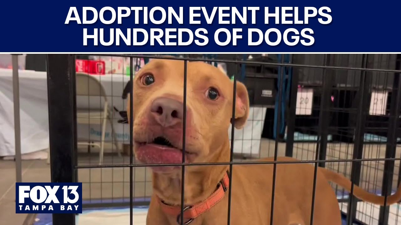 Mega pet adoption event - YouTube