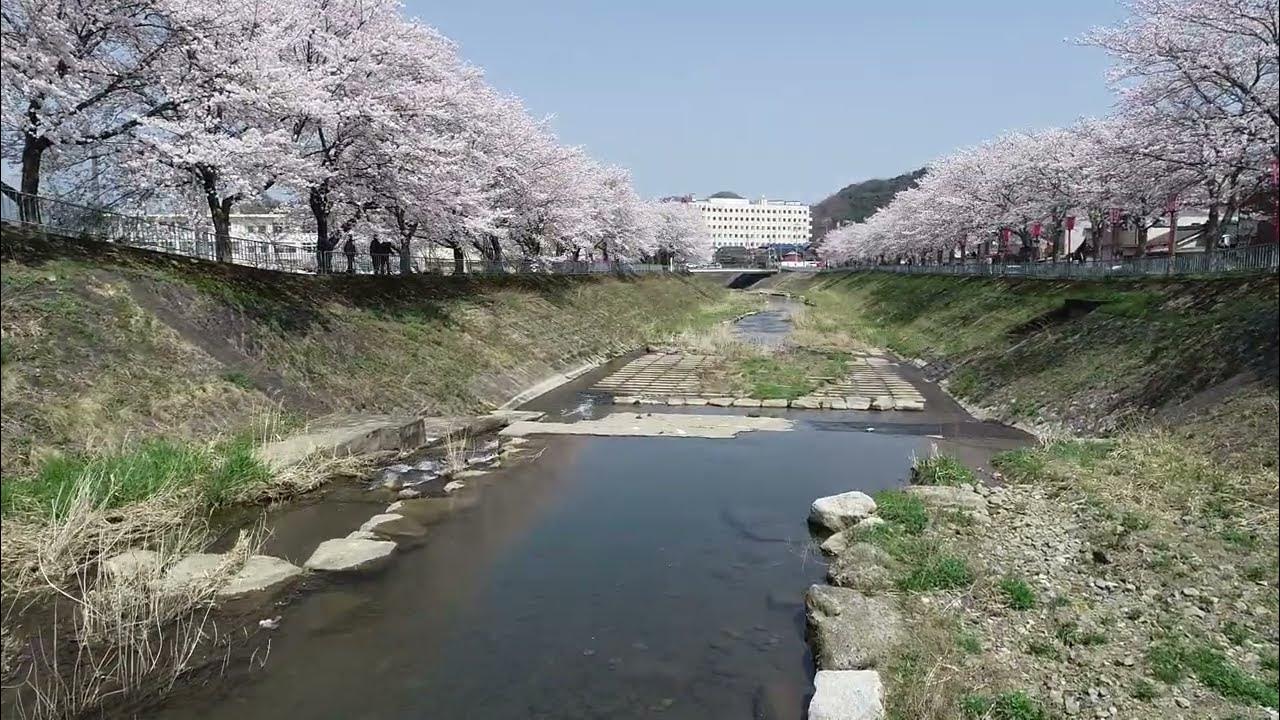 舞鶴与保呂川桜2022 YouTube