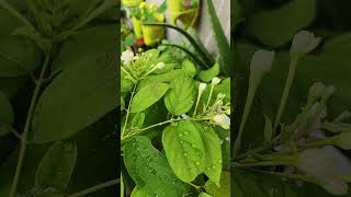 Beautiful of flower #plants #fruit #greenlove #trees #nature #flowers #gardenplants #flowerpower