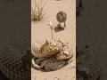 The Spider-tailed Horned Viper: Nature’s Perfect Trap