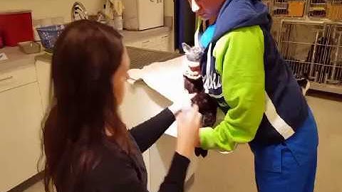 Feline Jugular Venipuncture - Julia Mensen - 12/12/16