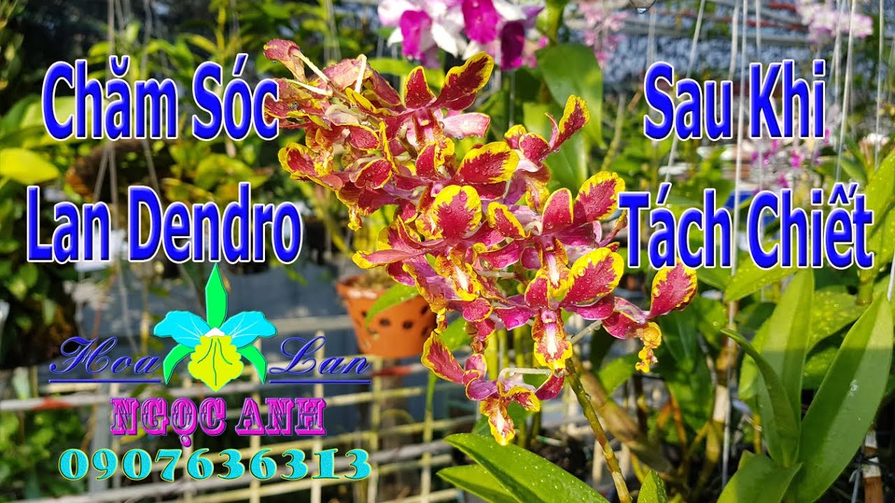 Chăm sóc lan Dendro sau khi tách chiết [HOA LAN NGỌC... - youtube