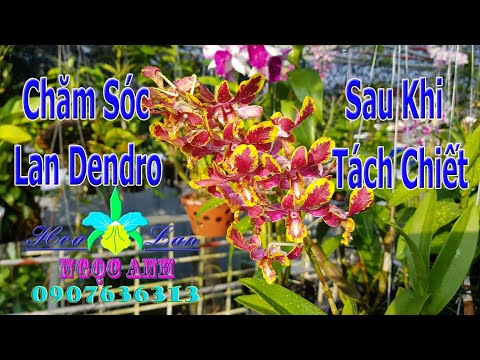 Video Chăm sóc lan Dendro sau khi tách chiết [HOA LAN NGỌC... - youtube