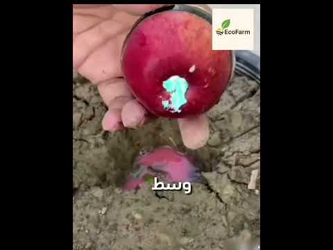 هل يمكن دمج التفاح مع الجوافة في شجرة واحدة زراعة 
