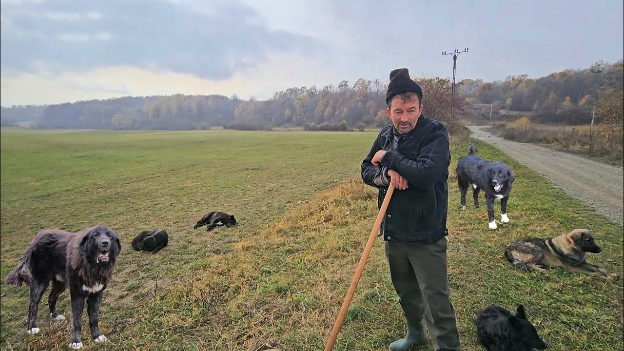 С КАКИМИ ПРОБЛЕМАМИ СТАЛКИВАЕТСЯ ПАСТУХ МАРИН ЧИОЖДЯНУ ПОСЛЕ ТЯЖЕЛОЙ РАБОЧЕЙ ЖИЗНИ?