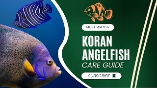 Koran Angelfish Complete care Guide | Saltwater Angelfish | Saltwater Fish for Aquarium #angelfish